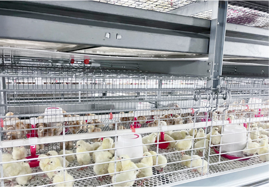 Membesarkan anak ayam betina