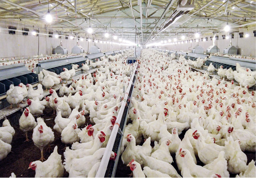 Manajemen peternak ayam petelur