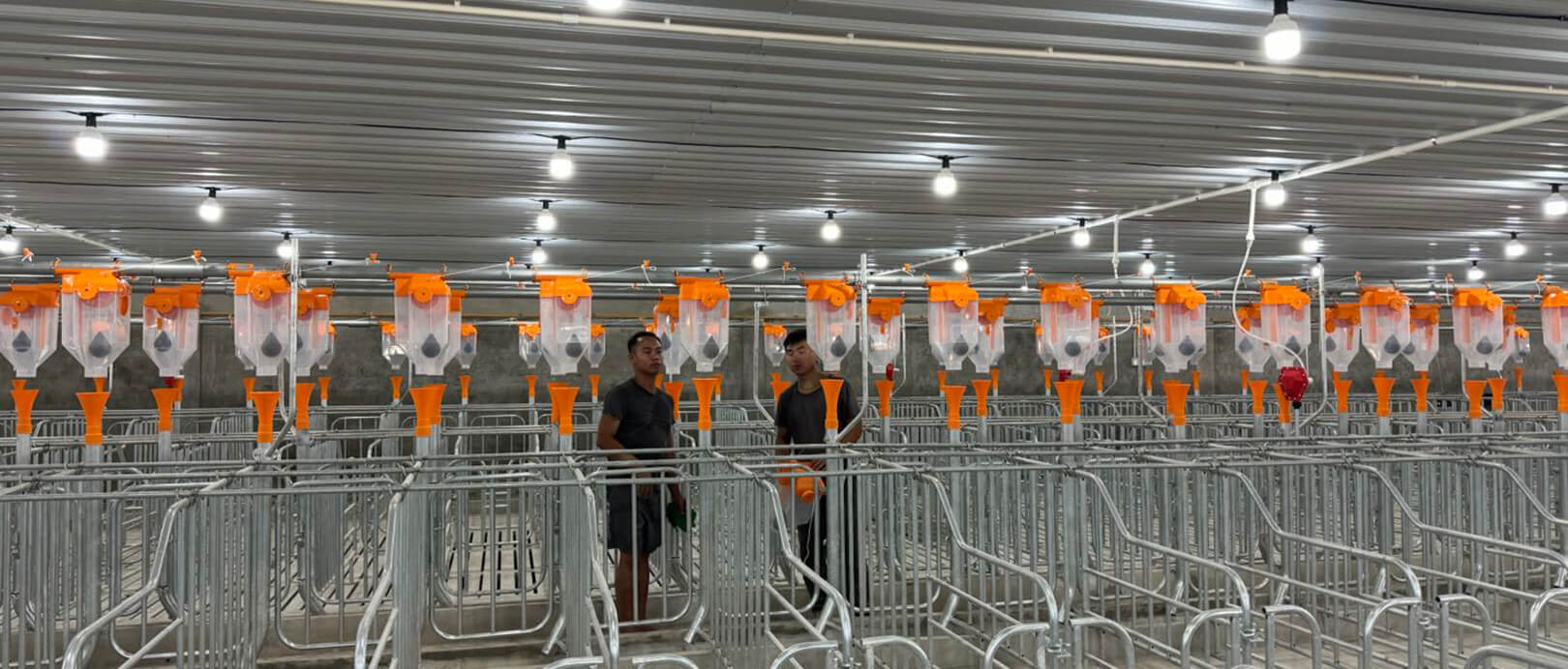 Proyek Peternakan 2.000 Induk Babi di Malaysia