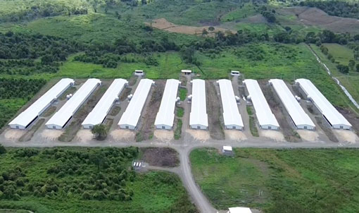 Proyek Pemeliharaan Ayam Broiler di Lantai Ekuador