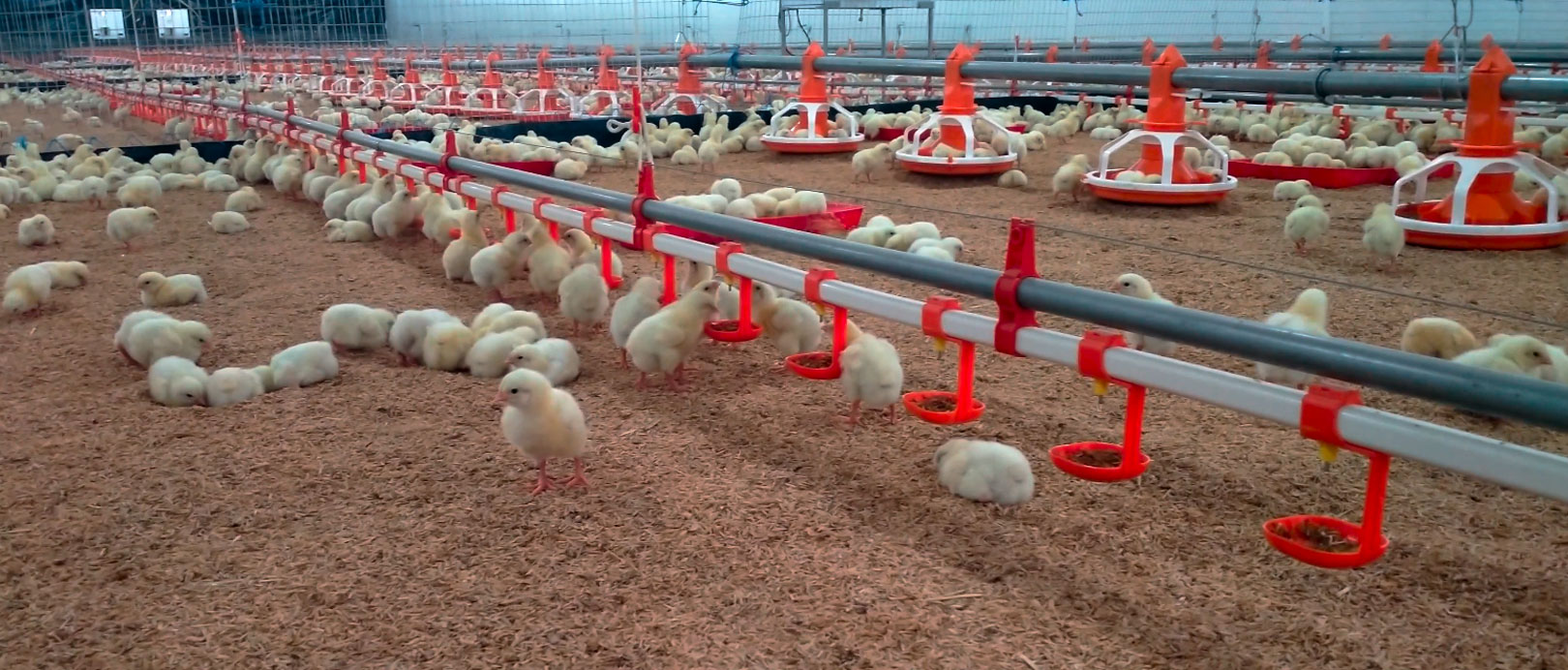 Proyek Pemeliharaan Ayam Broiler di Lantai Ekuador