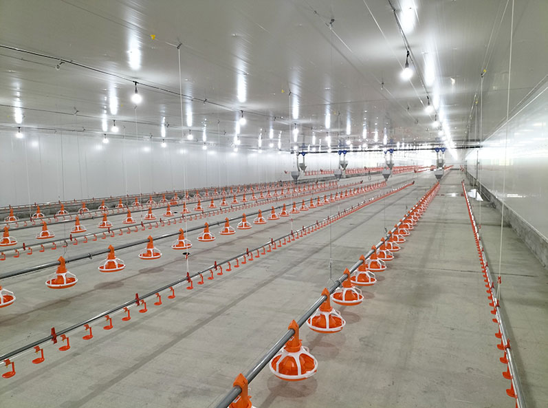 Proyek Pemeliharaan Ayam Broiler di Lantai Ekuador
