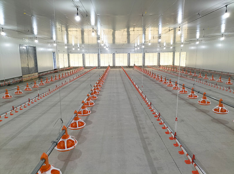 Proyek Pemeliharaan Ayam Broiler di Lantai Ekuador