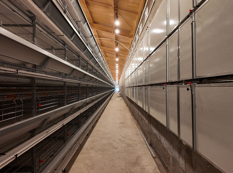 Proyek Kandang Ayam Petelur Qingdao GaoTianRan