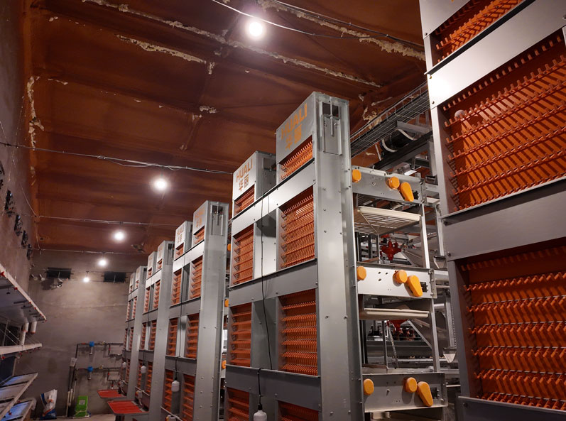 Proyek Kandang Ayam Petelur Qingdao GaoTianRan