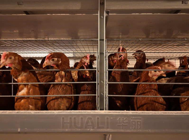 Proyek Kandang Ayam Petelur Qingdao GaoTianRan