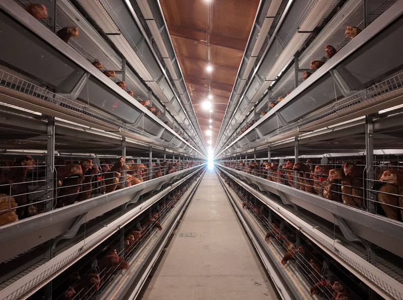 Proyek Kandang Ayam Petelur Qingdao GaoTianRan