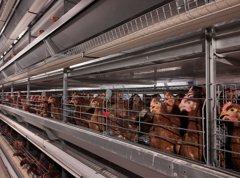 Proyek Kandang Ayam Petelur Qingdao GaoTianRan