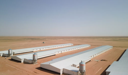 Proyek Pemeliharaan Ayam Broiler di Lantai Arab Saudi