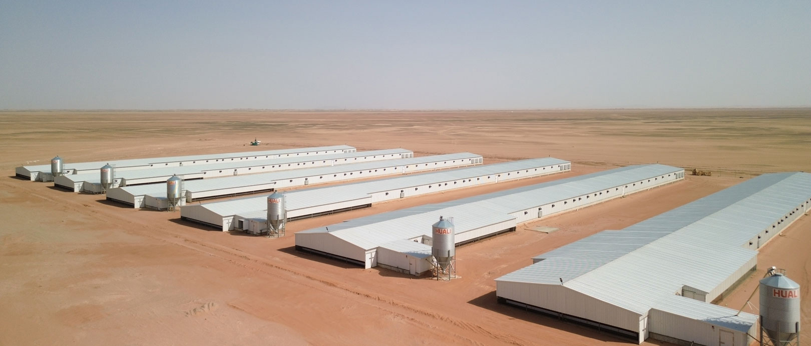 Proyek Pemeliharaan Ayam Broiler di Lantai Arab Saudi