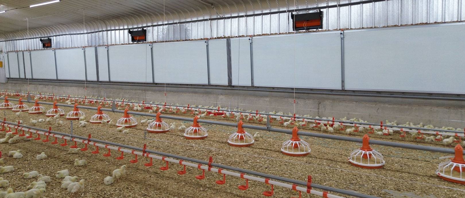 Proyek Pemeliharaan Ayam Broiler di Lantai Arab Saudi