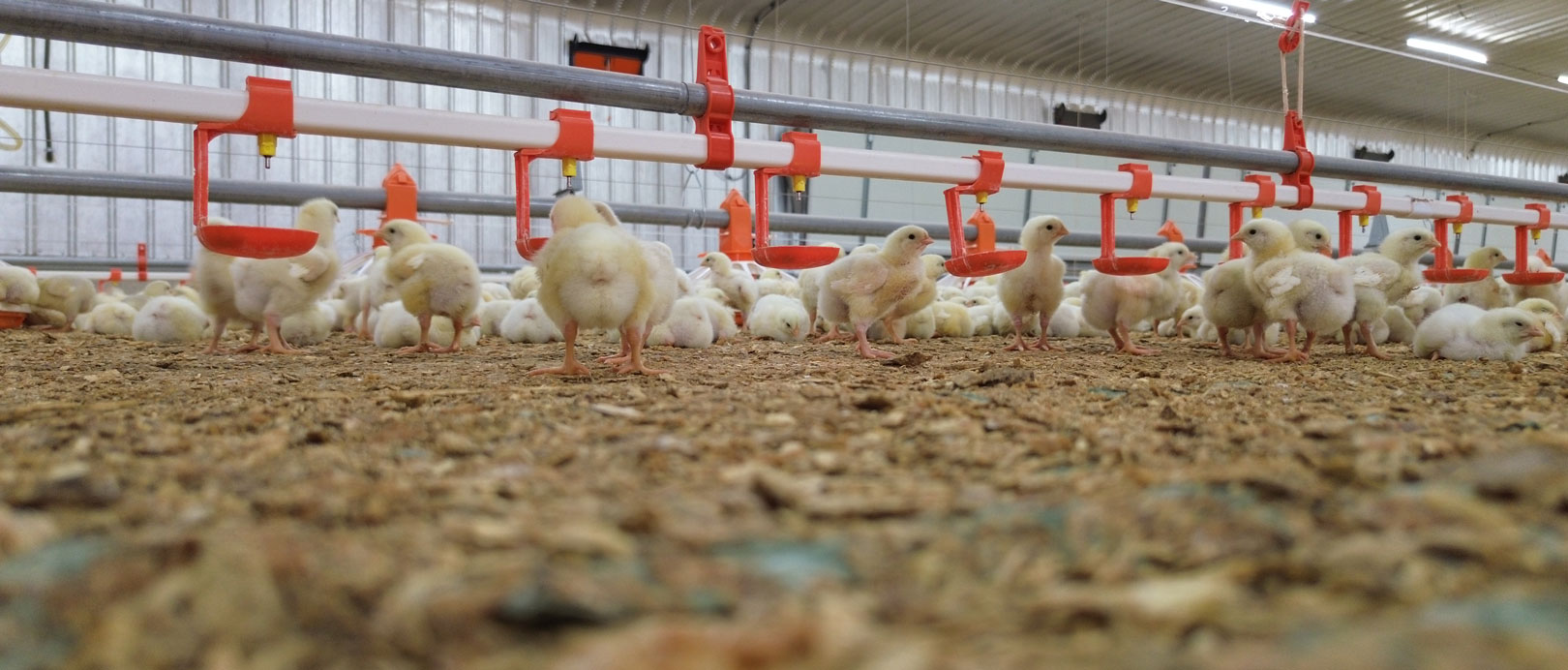 Proyek Pemeliharaan Ayam Broiler di Lantai Arab Saudi