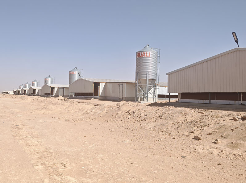 Proyek Pemeliharaan Ayam Broiler di Lantai Arab Saudi