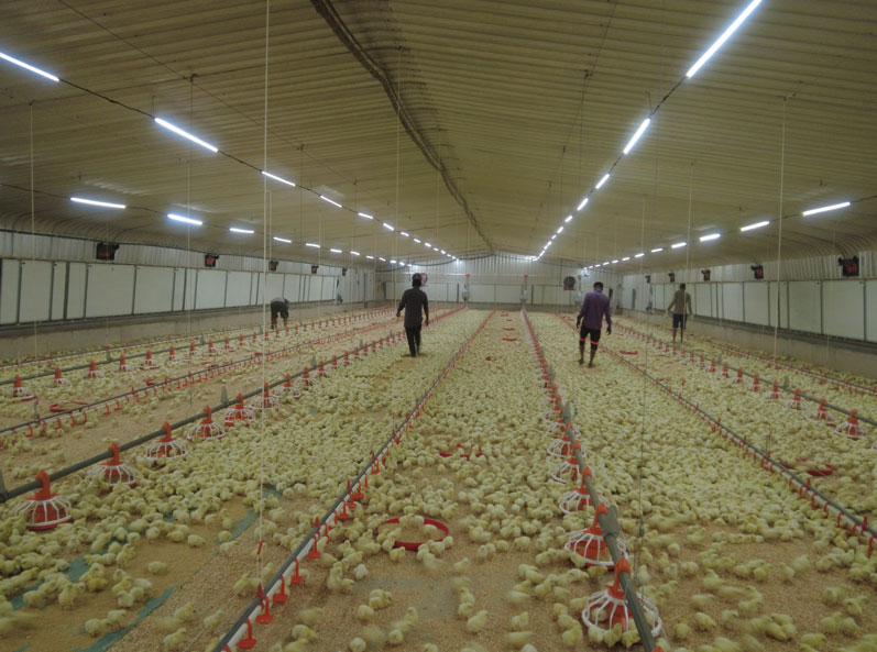 Proyek Pemeliharaan Ayam Broiler di Lantai Arab Saudi