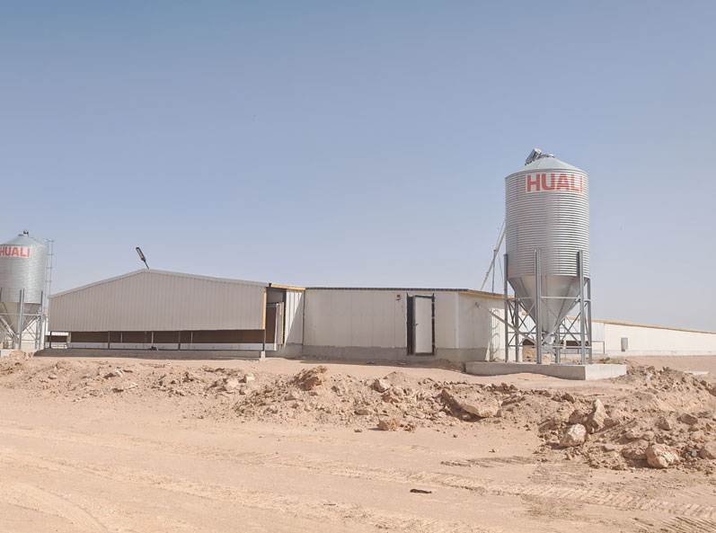 Proyek Pemeliharaan Ayam Broiler di Lantai Arab Saudi