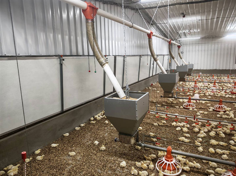 Proyek Pemeliharaan Ayam Broiler di Lantai Arab Saudi