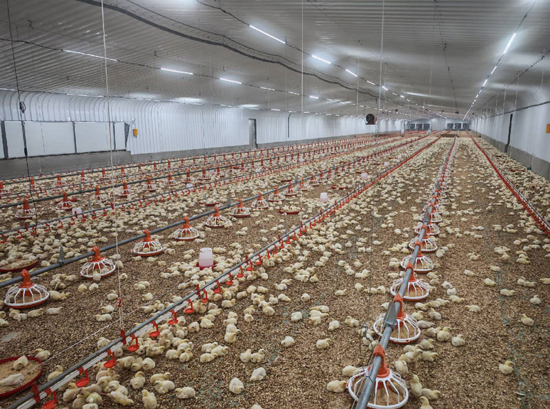 Proyek Pemeliharaan Ayam Broiler di Lantai Arab Saudi