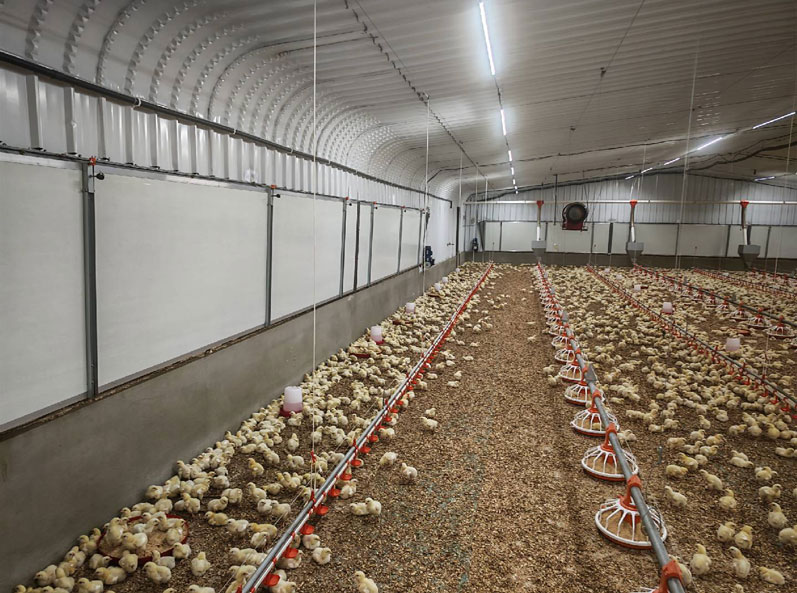 Proyek Pemeliharaan Ayam Broiler di Lantai Arab Saudi