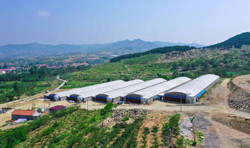 Proyek Peternakan Bebek Daging dalam Kandang Shandong