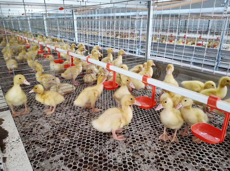 Proyek Peternakan Bebek Daging dalam Kandang Shandong