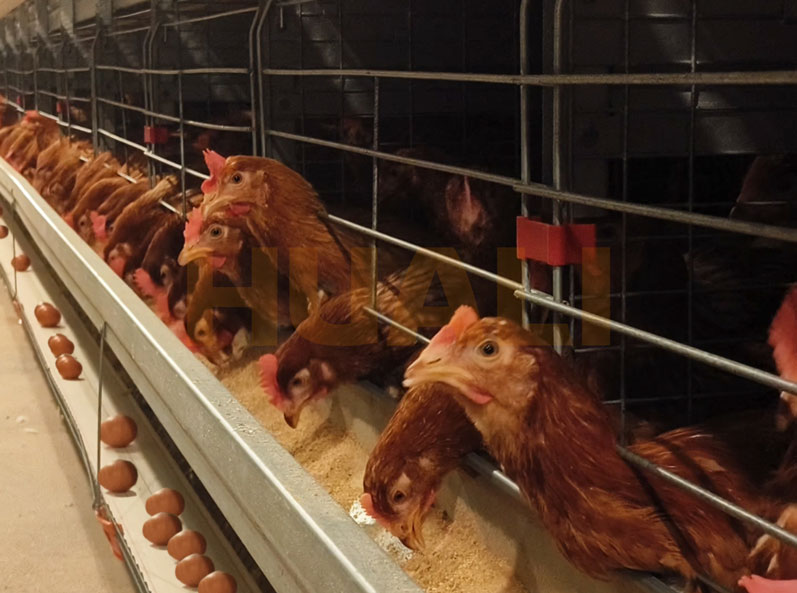 Proyek Peternakan Ayam Petelur dalam Kandang di Thailand