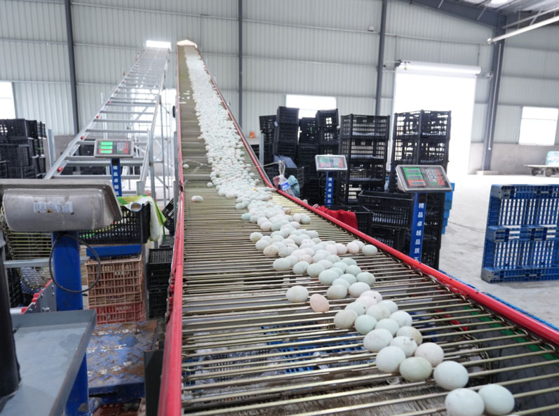 Proyek Peternakan Kandang Bebek Petelur Taixing Shunhe