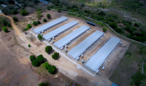 Proyek Pemeliharaan Ayam Broiler di Lantai Tanzania