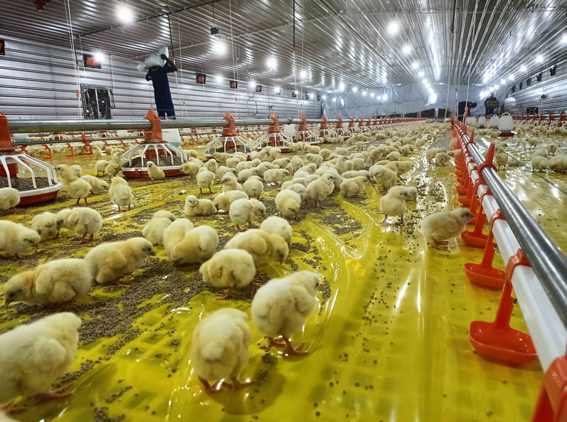 Proyek Pemeliharaan Ayam Broiler di Lantai Tanzania