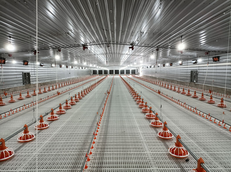 Proyek Pemeliharaan Ayam Broiler di Lantai Tanzania
