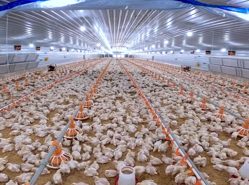 Proyek Pemeliharaan Ayam Broiler di Lantai Tanzania