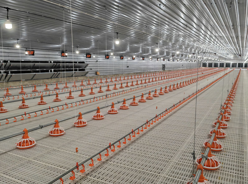 Proyek Pemeliharaan Ayam Broiler di Lantai Tanzania