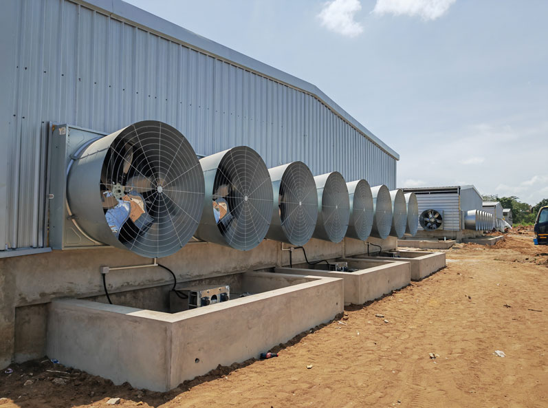 Proyek Pemeliharaan Ayam Broiler di Lantai Tanzania
