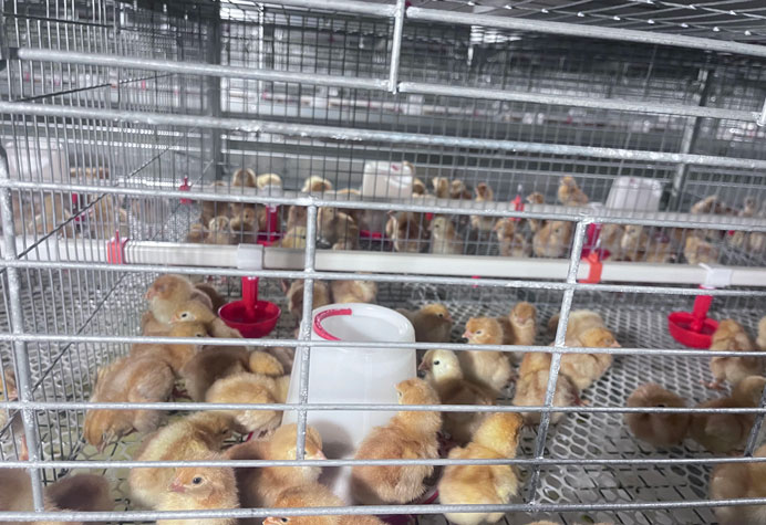Membesarkan anak ayam betina