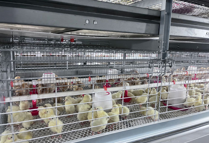 Membesarkan anak ayam betina