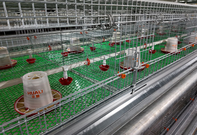 Membesarkan anak ayam betina