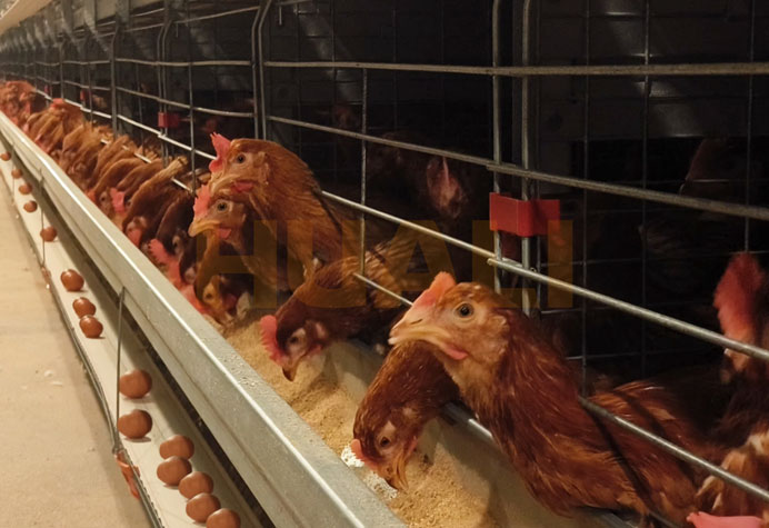 Kandang ayam petelur