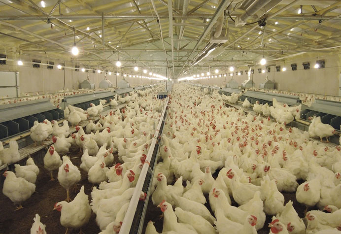 Manajemen peternak ayam petelur