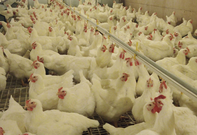 Manajemen peternak ayam petelur
