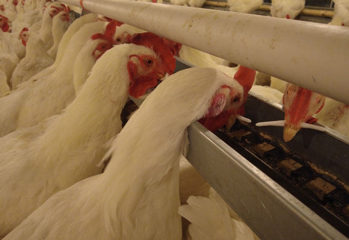 Manajemen peternak ayam petelur