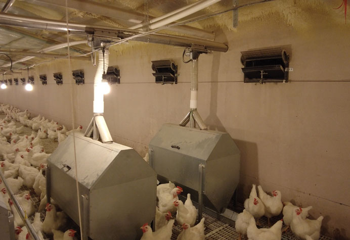Manajemen peternak ayam petelur