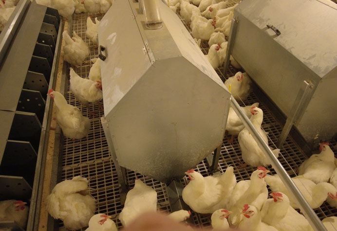 Manajemen peternak ayam petelur