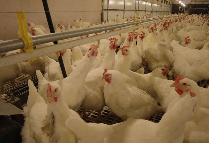 Manajemen peternak ayam petelur