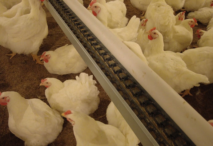 Manajemen peternak ayam petelur