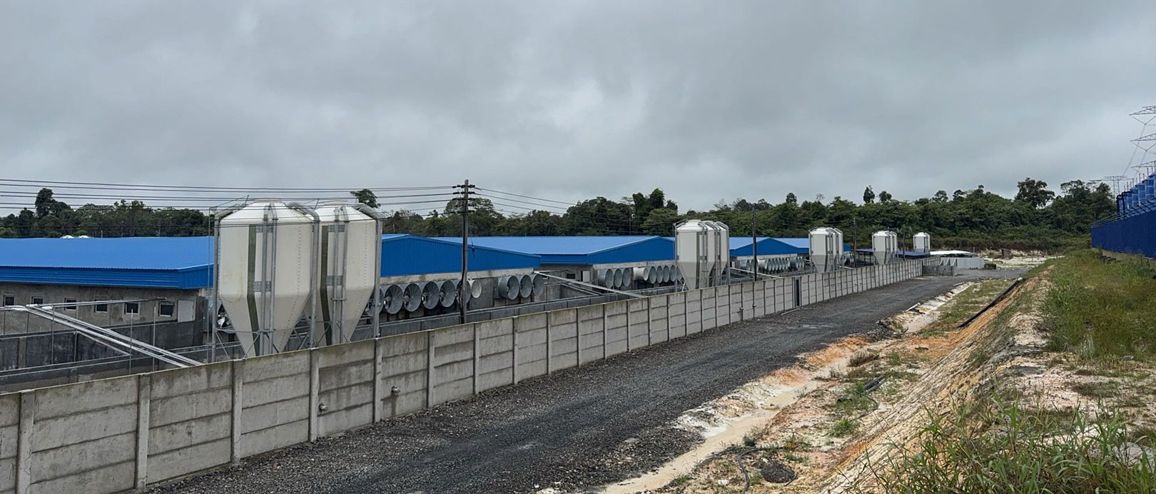 Proyek Peternakan 2.000 Induk Babi di Malaysia