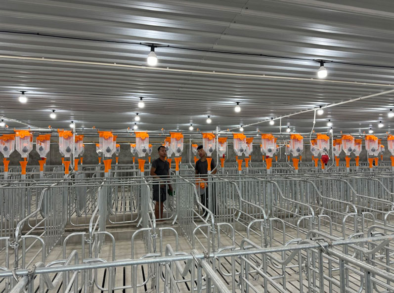 Proyek Peternakan 2.000 Induk Babi di Malaysia