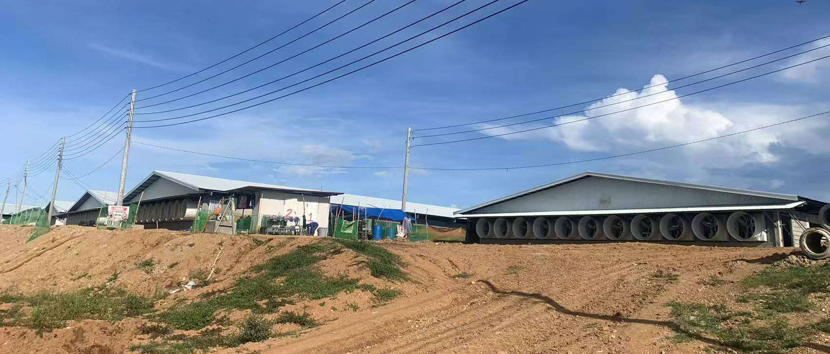 Proyek Peternakan Babi 3.000 Induk di Filipina
