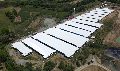 Proyek Peternakan Babi 3.000 Induk di Filipina