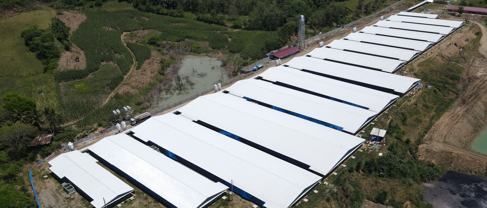Proyek Peternakan Babi 3.000 Induk di Filipina