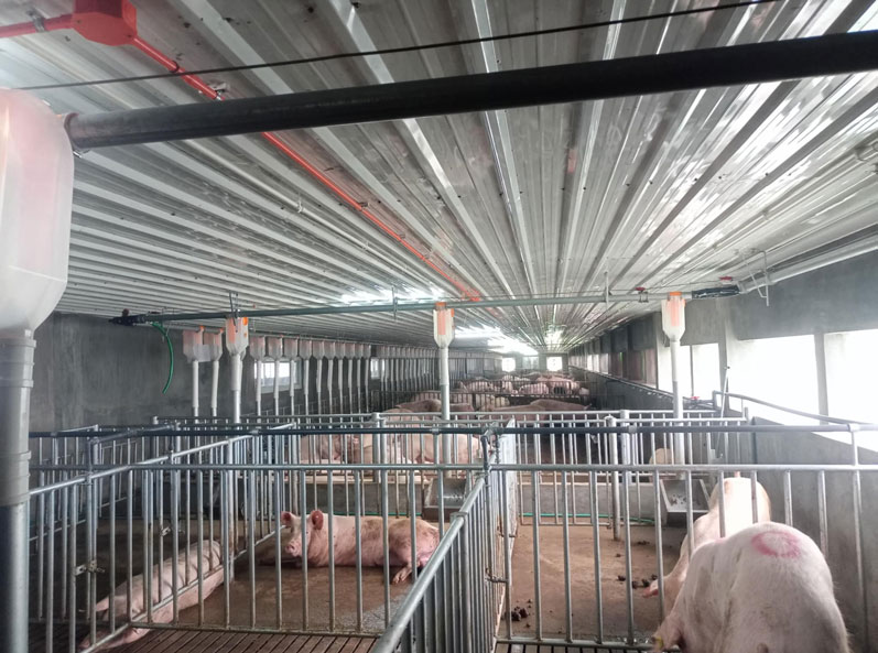 Proyek Peternakan Babi 3.000 Induk di Filipina