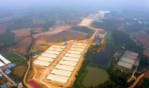 Proyek Peternakan Penggemukan Vietnam